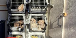 Los Mossos alertan del repunte del tráfico ilegal de perros en la AP-7: “Puede ser un foco de posibles enfermedades”