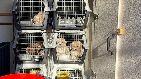 Los Mossos alertan del repunte del tráfico ilegal de perros en la AP-7: “Puede ser un foco de posibles enfermedades”