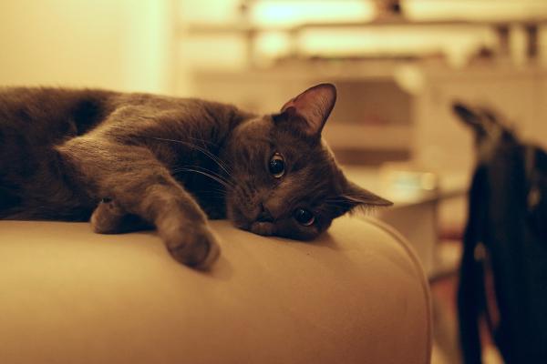 ¿Cómo tranquilizar a un gato por la noche? - ¿Por qué los gatos se ponen inquietos por la noche? 