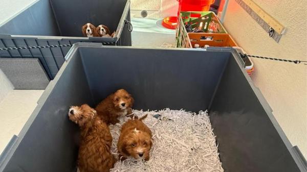 Los Mossos alertan del repunte del tráfico ilegal de perros en la AP-7: “Puede ser un foco de posibles enfermedades” - Un negocio clandestino que multiplica por 20 el beneficio de las mafias
