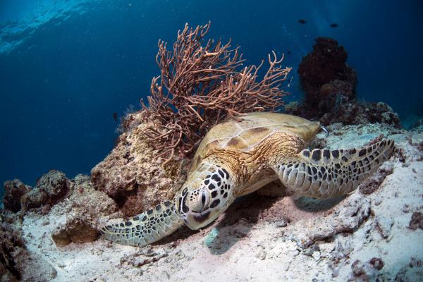 Como Duermen Las Tortugas De Agua: Secretos y Curiosidades