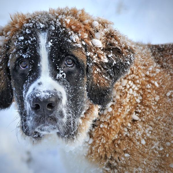 qué frío es demasiado frío para que un perro esté afuera