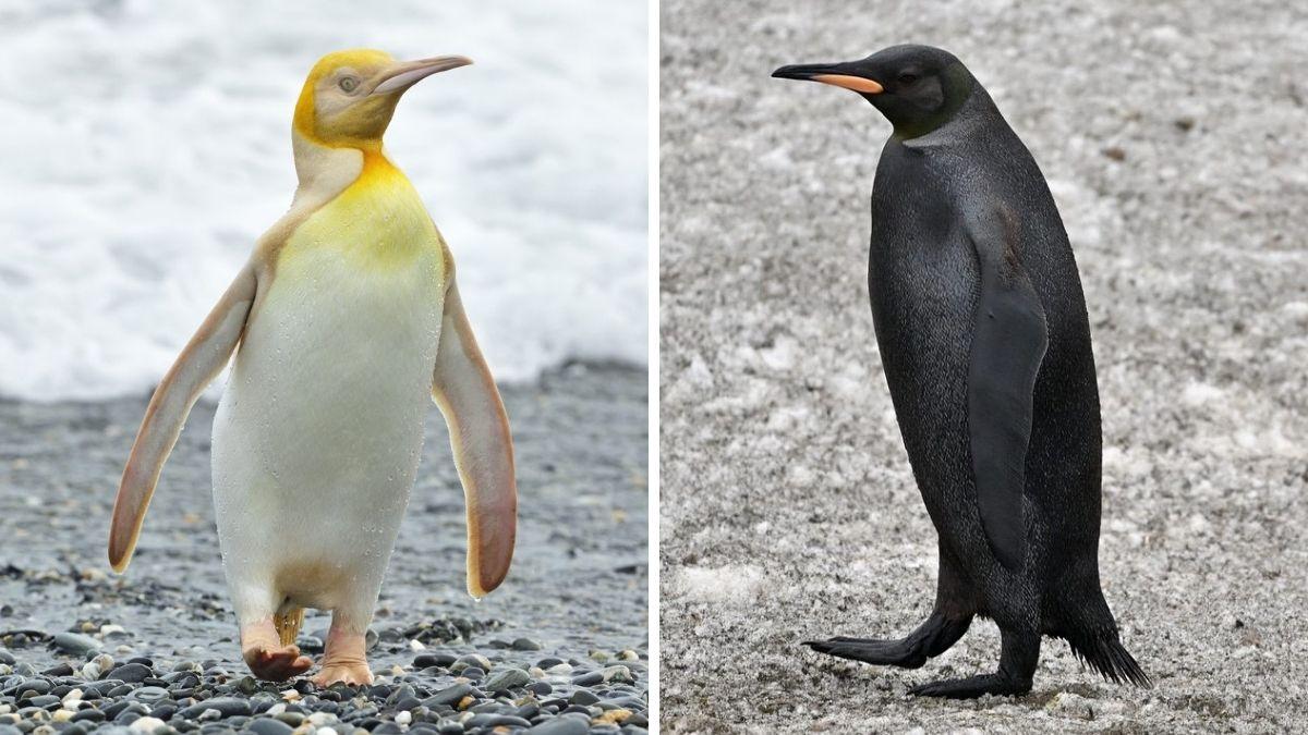 Así son los dos pingüinos más raros del planeta: las fotos de Yves Adams que sorprendieron incluso a los científicos
