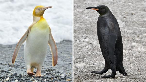 Así son los dos pingüinos más raros del planeta: las fotos de Yves Adams que sorprendieron incluso a los científicos