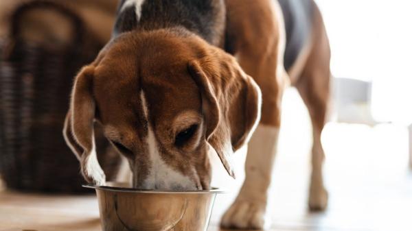 Cuánto cuesta tener un perro en España en 2026: gastos reales y presupuesto anual - Alimentación: cuánto cuesta realmente llenar el cuenco de tu perro