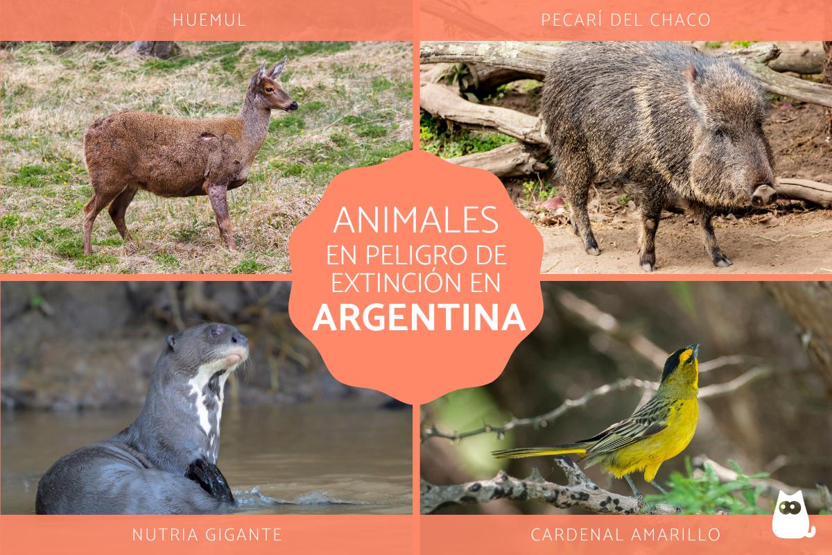 Animales en peligro de extinción en Argentina