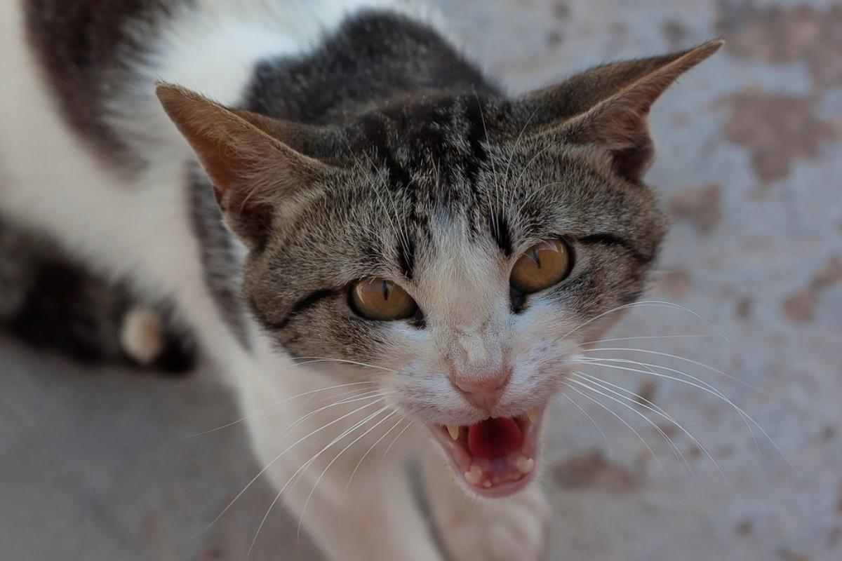 Cómo relajar a un gato estresado