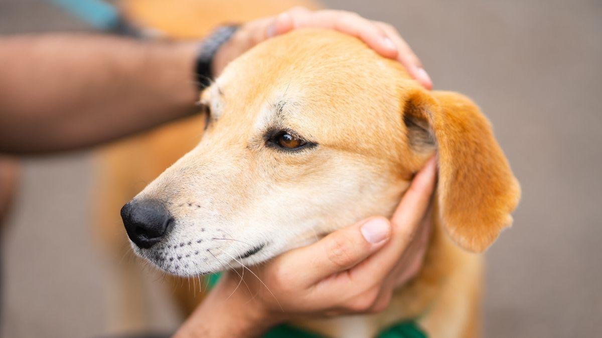 Cuánto cuesta tener un perro en España en 2026: gastos reales y presupuesto anual
