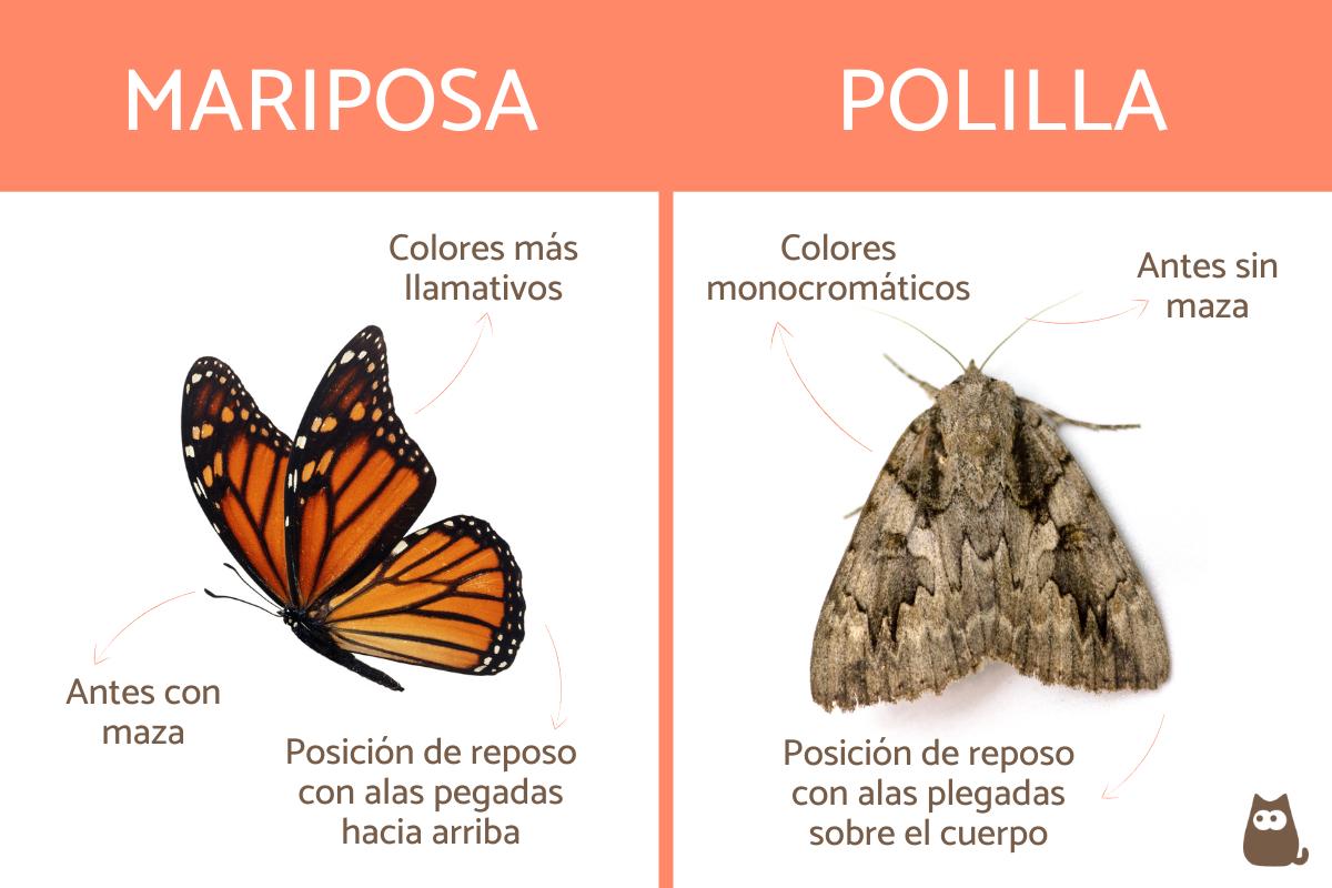 Diferencias entre mariposa y polilla