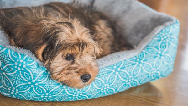 Cuánto cuesta tener un perro en España en 2026: gastos reales y presupuesto anual - Gastos fijos mensuales: el desglose real del día a día