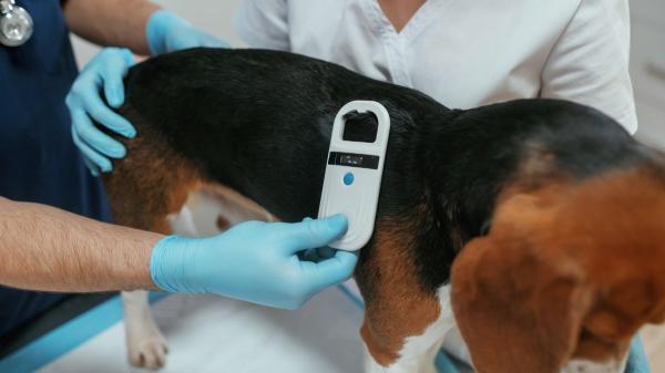 Cuánto cuesta tener un perro en España en 2026: gastos reales y presupuesto anual - Microchip, accesorios, higiene y extras: los costes ocultos que no debes olvidar