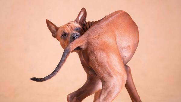 No es solo picor: si tu perro se muerde la base de la cola, esto es lo que está pasando (y así deberías actuar) - Alergias: picor constante e inflamación