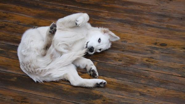 No es solo picor: si tu perro se muerde la base de la cola, esto es lo que está pasando (y así deberías actuar) - Estrés, ansiedad y aburrimiento: cuando las emociones desarrollan conductas compulsivas