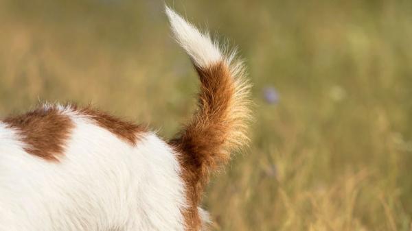 No es solo picor: si tu perro se muerde la base de la cola, esto es lo que está pasando (y así deberías actuar) - ¿Ha estado jugando en el campo? Podrían ser cuerpos extraños clavados en la cola