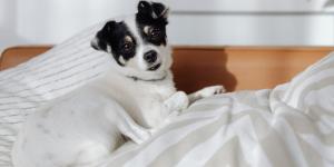 No es solo picor: si tu perro se muerde la base de la cola, esto es lo que está pasando (y así deberías actuar)