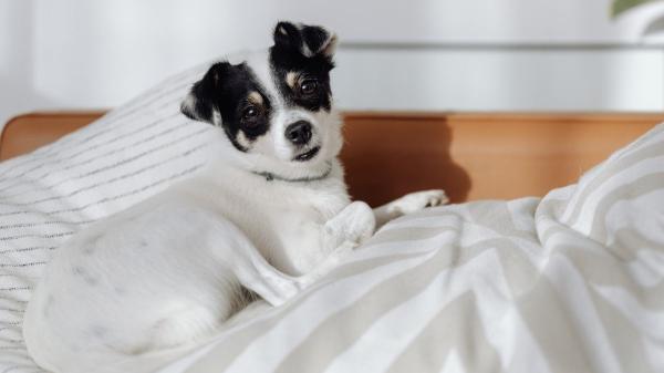 No es solo picor: si tu perro se muerde la base de la cola, esto es lo que está pasando (y así deberías actuar)