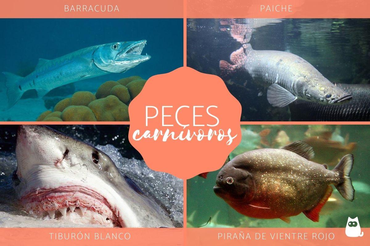 Peces carnívoros: tipos, nombres y ejemplos