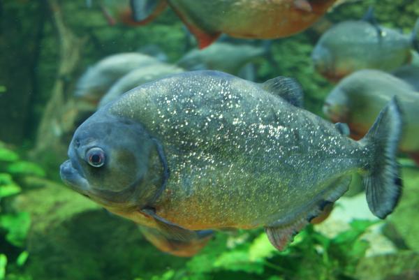 Peces carnívoros: tipos, nombres y ejemplos - 