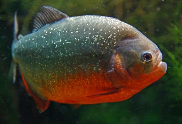 Peces carnívoros: tipos, nombres y ejemplos - 