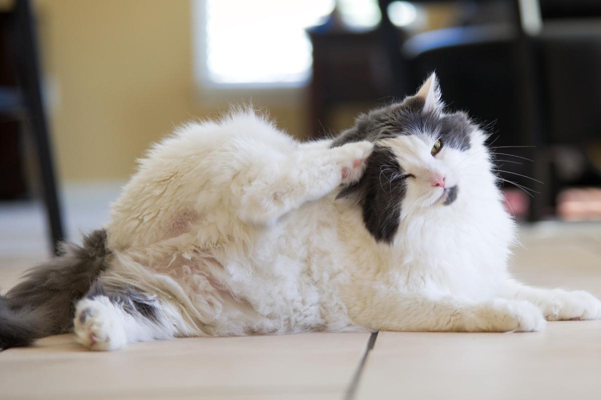 ¿Por qué mi gato tiene pulgas si no sale de casa?