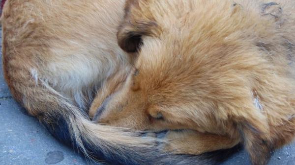 No es solo picor: si tu perro se muerde la base de la cola, esto es lo que está pasando (y así deberías actuar) - Pulgas: la causa más común del picor en la base de la cola