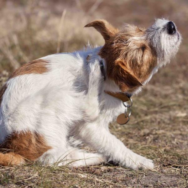 el vinagre matará las pulgas en los perros