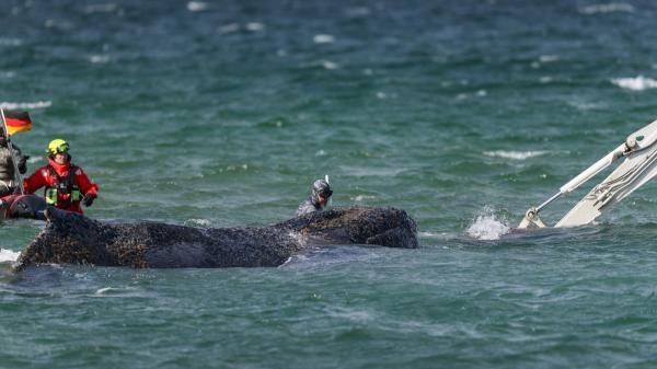 Última hora de Timmy: la barcaza ya está en Dinamarca y afronta el tramo más delicado hacia el Mar del Norte - El estado de salud de Timmy es delicado