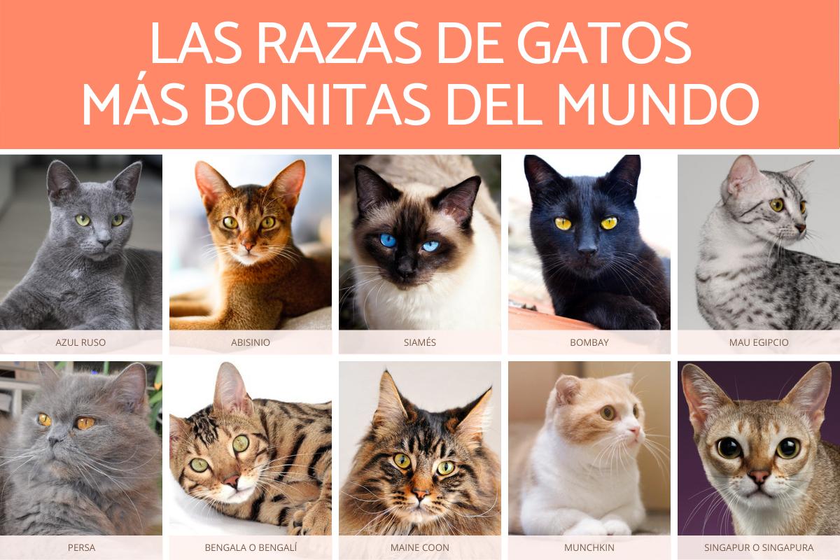 Los 10 gatos más bonitos del mundo