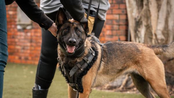 Liva, la perra que detecta dinero, recibe el premio a “Mejor perra operativa”: así trabaja una de las estrellas de la Guardia Civil - El entrenamiento que convierte a estos perros en detectores de dinero