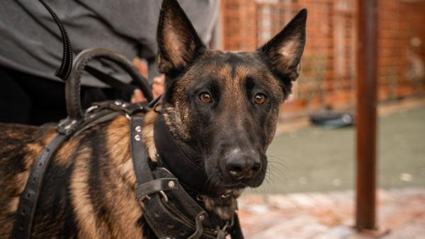 Liva, la perra que detecta dinero, recibe el premio a “Mejor perra operativa”: así trabaja una de las estrellas de la Guardia Civil - Las razas de perros que más se utilizan en la detección policial y por qué son clave