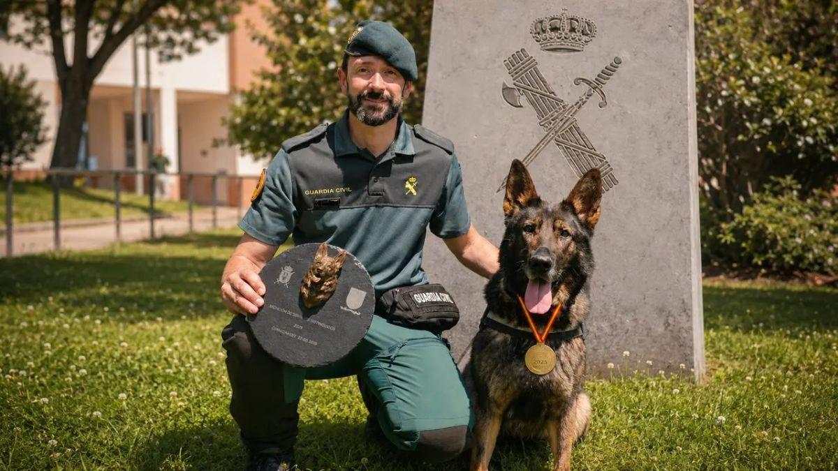 Liva, la perra que detecta dinero, recibe el premio a “Mejor perra operativa”: así trabaja una de las estrellas de la Guardia Civil