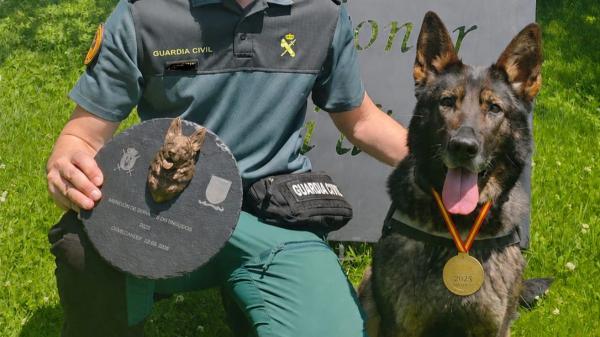 Liva, la perra que detecta dinero, recibe el premio a “Mejor perra operativa”: así trabaja una de las estrellas de la Guardia Civil - Los perros policía se han convertido en auténticas estrellas en redes sociales