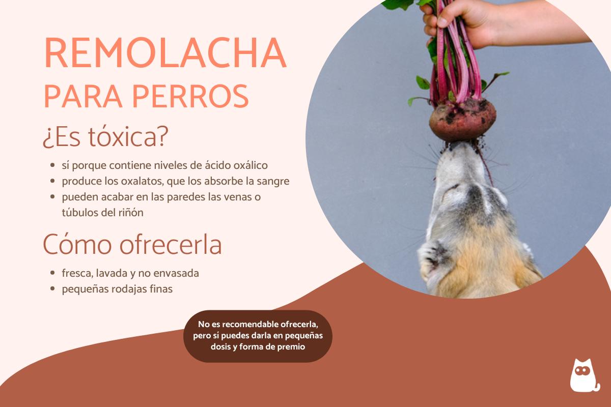 ¿Los perros pueden comer remolacha?