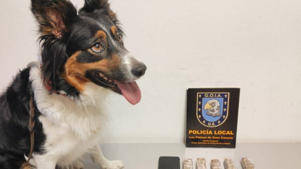 Liva, la perra que detecta dinero, recibe el premio a “Mejor perra operativa”: así trabaja una de las estrellas de la Guardia Civil - Más de un siglo al servicio de la seguridad: el papel clave de los perros en estos cuerpos