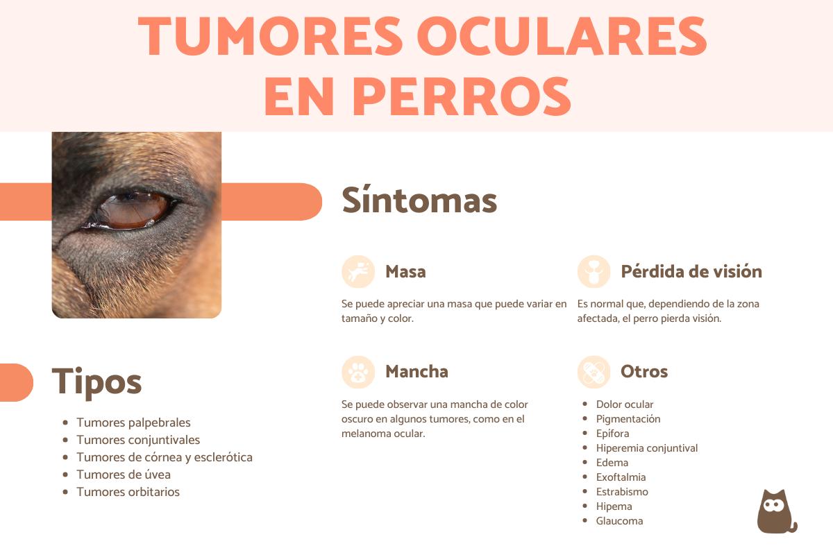 Tumor en el ojo en perros: síntomas y tratamiento