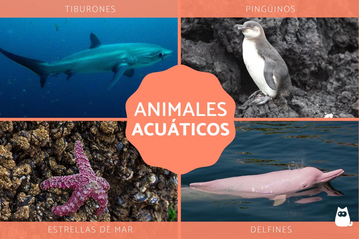 Animales acuáticos