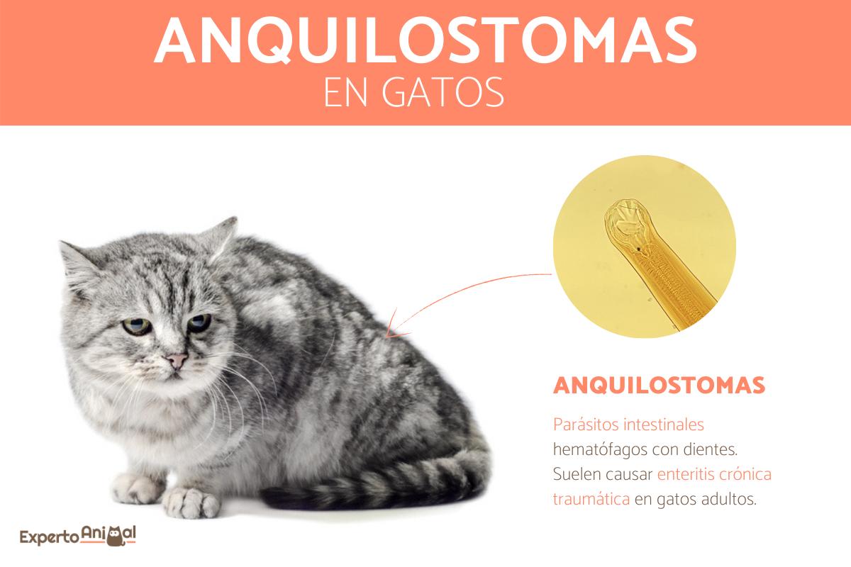 Anquilostomas en gatos - Síntomas y tratamiento