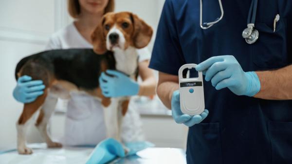 Microchip en perros y gatos: qué problemas evita y por qué es clave antes de adoptar o viajar - El error más frecuente que puede inutilizar el microchip