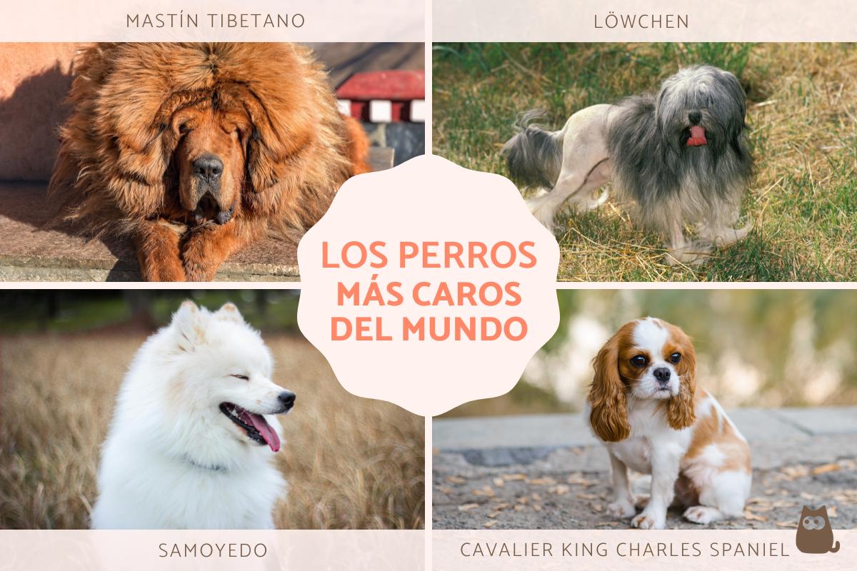 Los perros más caros del mundo