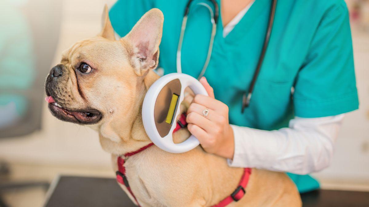 Microchip en perros y gatos: qué problemas evita y por qué es clave antes de adoptar o viajar