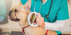 Microchip en perros y gatos: qué problemas evita y por qué es clave antes de adoptar o viajar