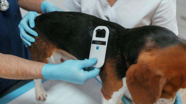 Microchip en perros y gatos: qué problemas evita y por qué es clave antes de adoptar o viajar - Qué guarda realmente el microchip de tu mascota y cómo funciona