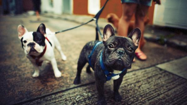 Juan Manuel Liquindoli, educador canino: “Cuando un perro se para durante el paseo está analizando su entorno y obligarlo a seguir caminando es un error” - El paseo es el momento del perro y no debería hacerse con prisas