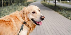 Juan Manuel Liquindoli, educador canino: “Cuando un perro se para durante el paseo está analizando su entorno y obligarlo a seguir caminando es un error”
