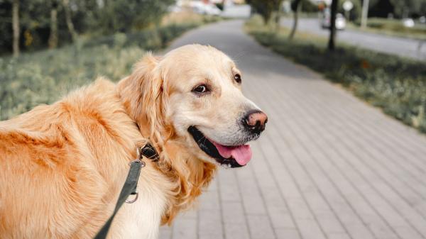 Juan Manuel Liquindoli, educador canino: “Cuando un perro se para durante el paseo está analizando su entorno y obligarlo a seguir caminando es un error”