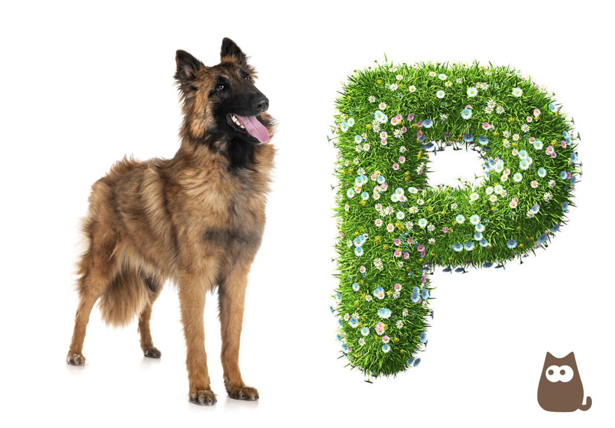 Nombres para perros con la letra P