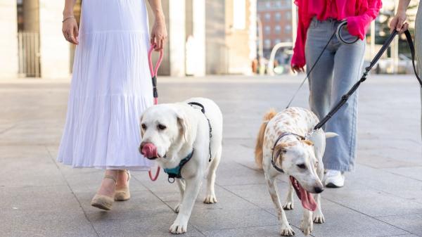 Juan Manuel Liquindoli, educador canino: “Cuando un perro se para durante el paseo está analizando su entorno y obligarlo a seguir caminando es un error” - Qué significa que no quiera seguir caminando: la explicación al gesto que desconcierta a muchos cuidadores
