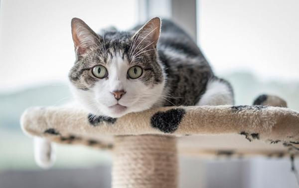 ¿Los gatos tienen memoria? - ¿Cuánta memoria tiene un gato?