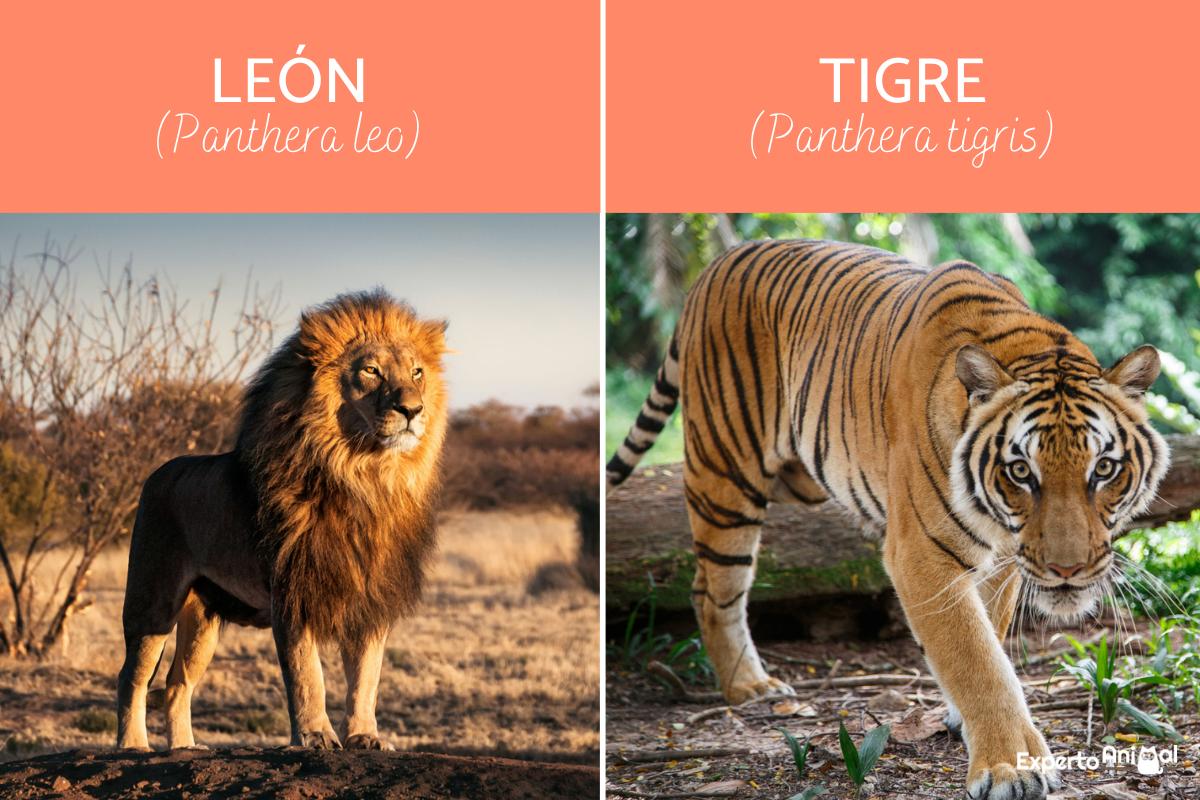 Diferencias entre león y tigre