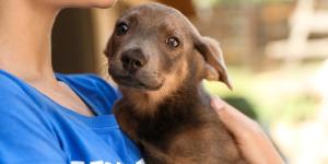 El Día Mundial del Perro recuerda una realidad que pocas veces se cuenta: el abandono de perros sigue creciendo en España